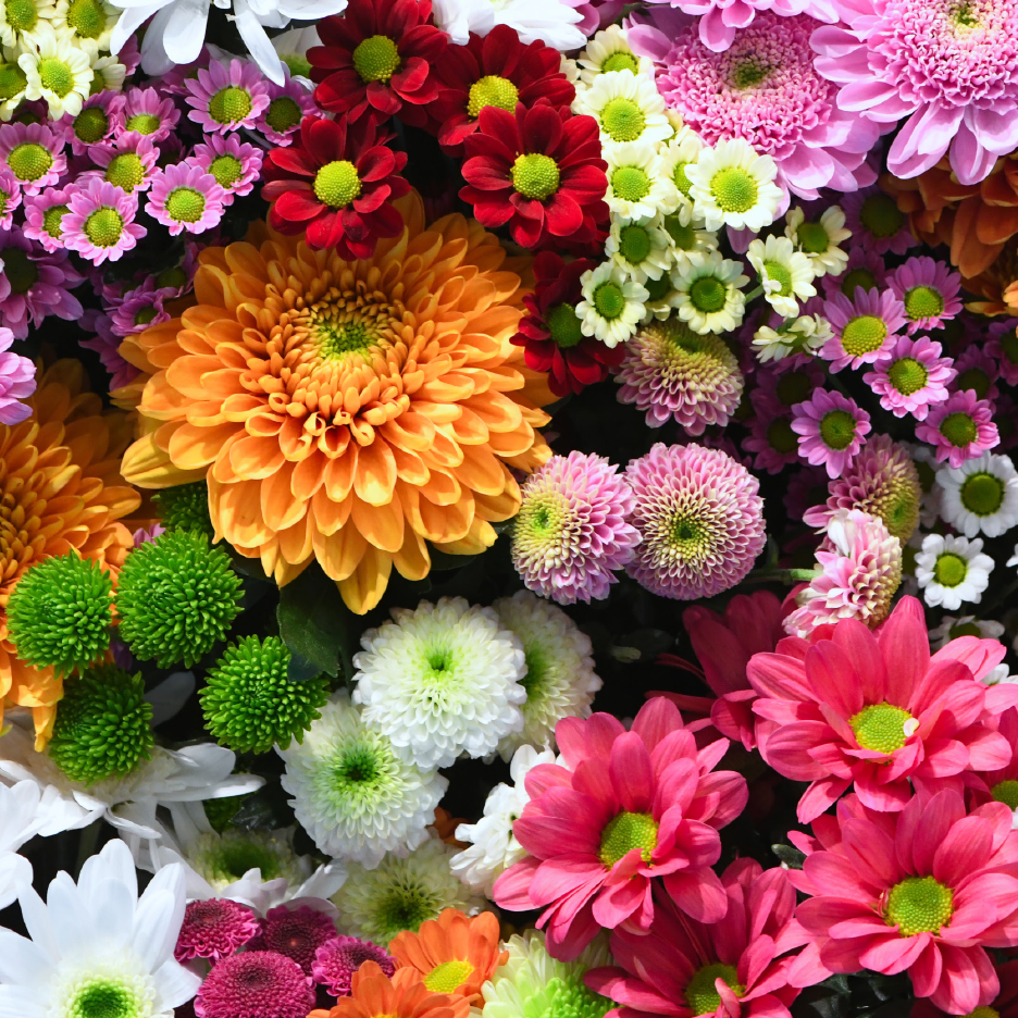 Πολύχρωμη σύνθεση από χρυσάνθεμα σε διάφορα μεγέθη και αποχρώσεις.