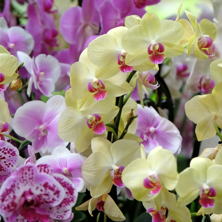 Πολλές ορχιδέες σε κίτρινες και μοβ αποχρώσεις.