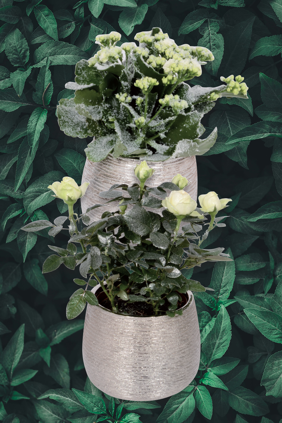 Δύο φυτά σε γλάστρες με λευκά άνθη και φύλλα με χιόνι, σε φόντο με πράσινα φύλλα.