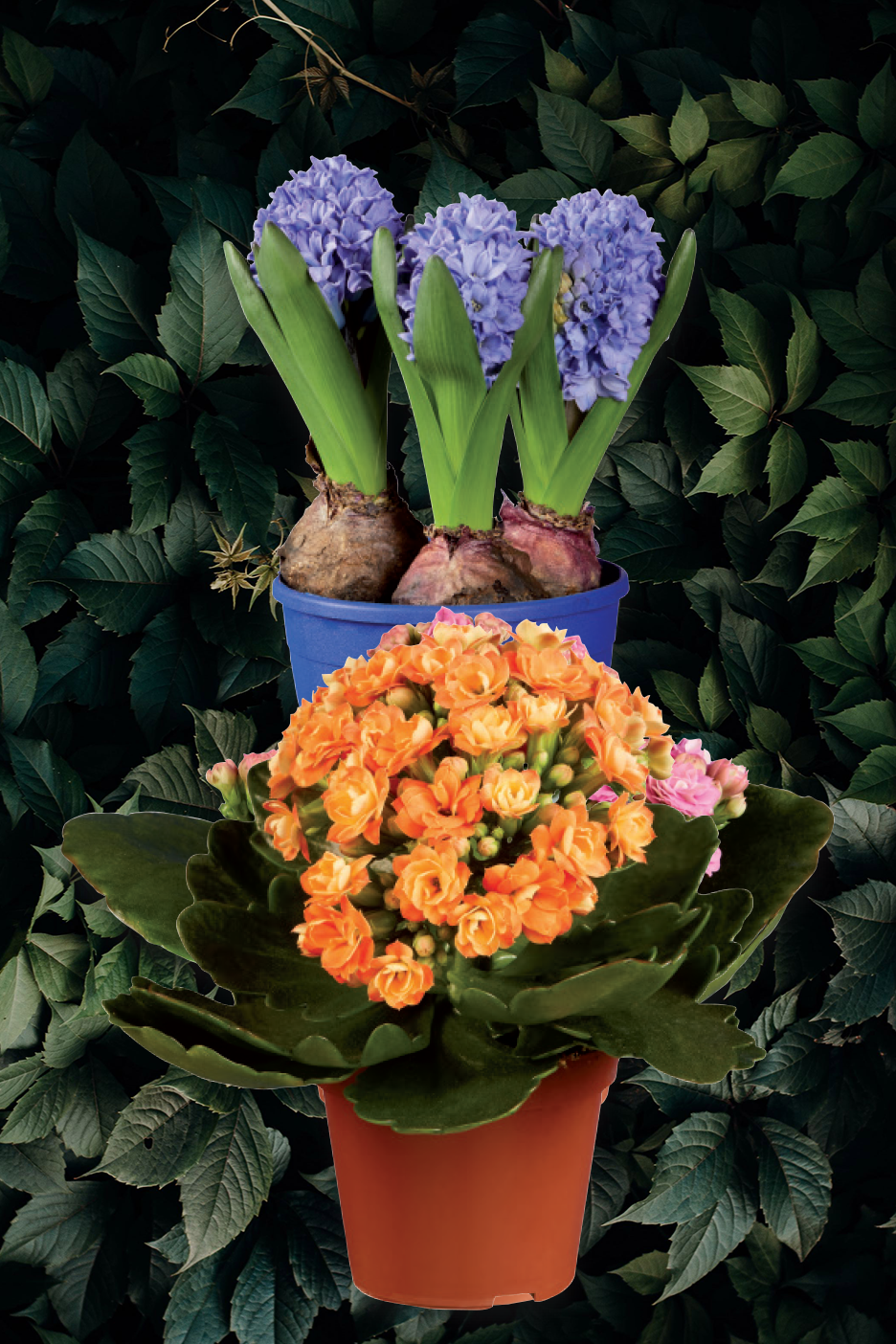 Μωβ υάκινθοι και πορτοκαλί καλανχόη σε γλάστρες, με φόντο πράσινα φύλλα.